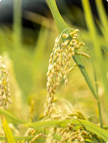 Golden rice in the field