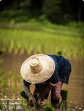 Farmer in the field
